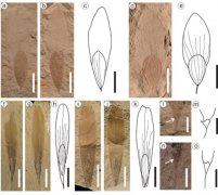 御风涉险：欧亚大陆植物扩散繁衍有“智慧”
